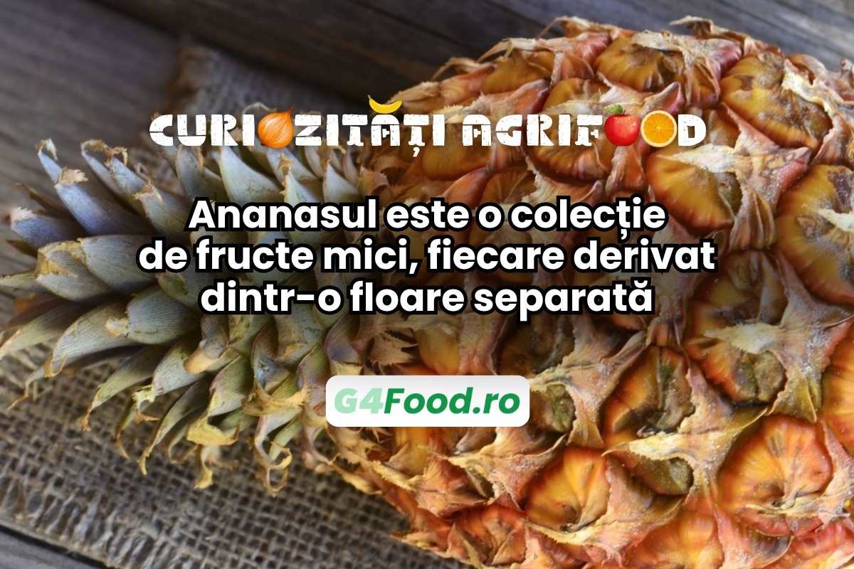 Ananasul este de fapt o colecție de fructe mici care s-au unit pe aceași tulpină