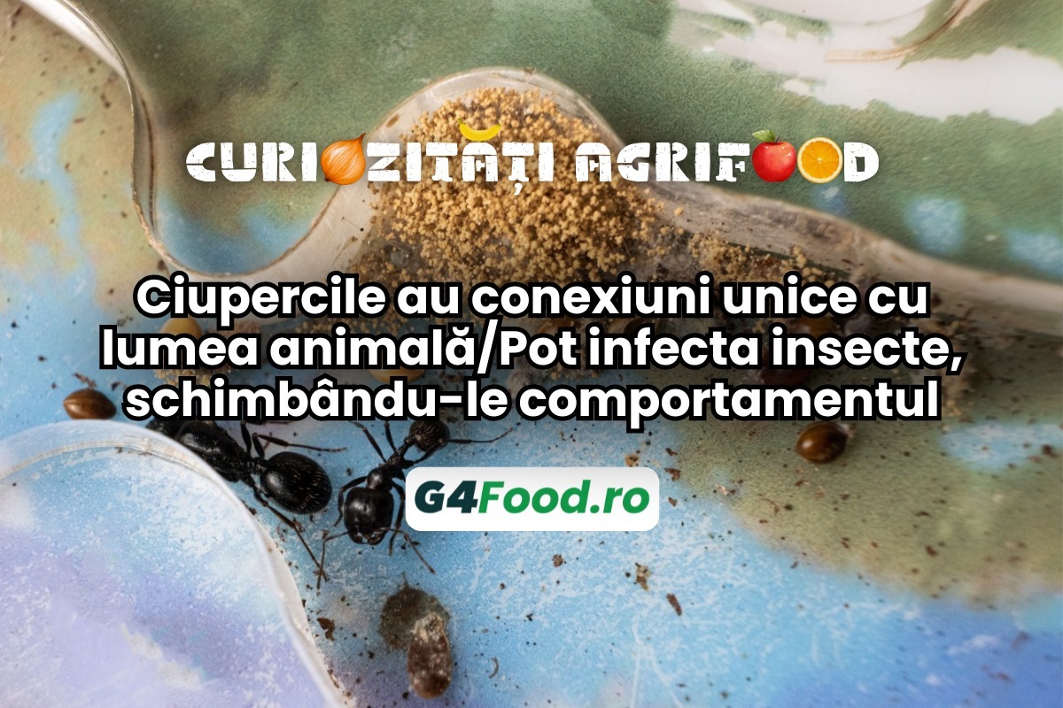 Ciupercile au o conexiune unică cu insectele