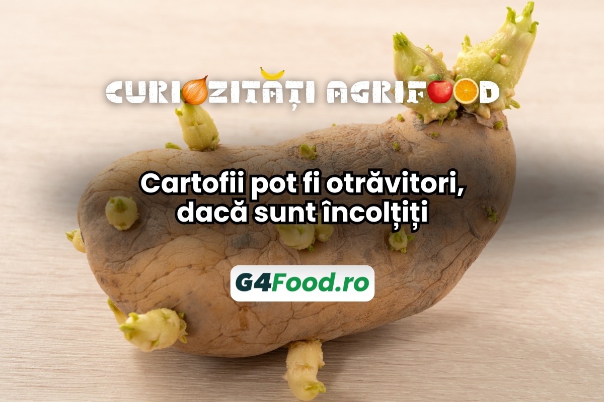 Cartofii pot fi toxici