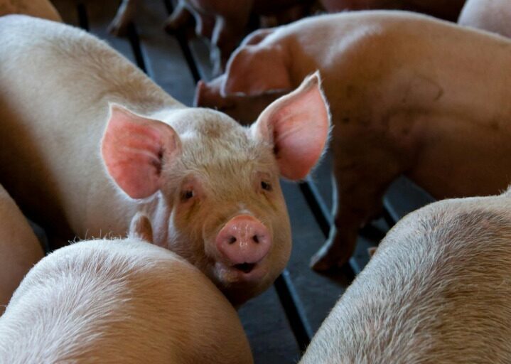 industria-carnii-de-porc-se-confrunta-cu-boli-si-incertitudini-la-nivel-mondial-analiza