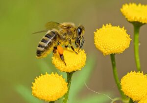 albine, pesticide, cursuri de apă, Anglia