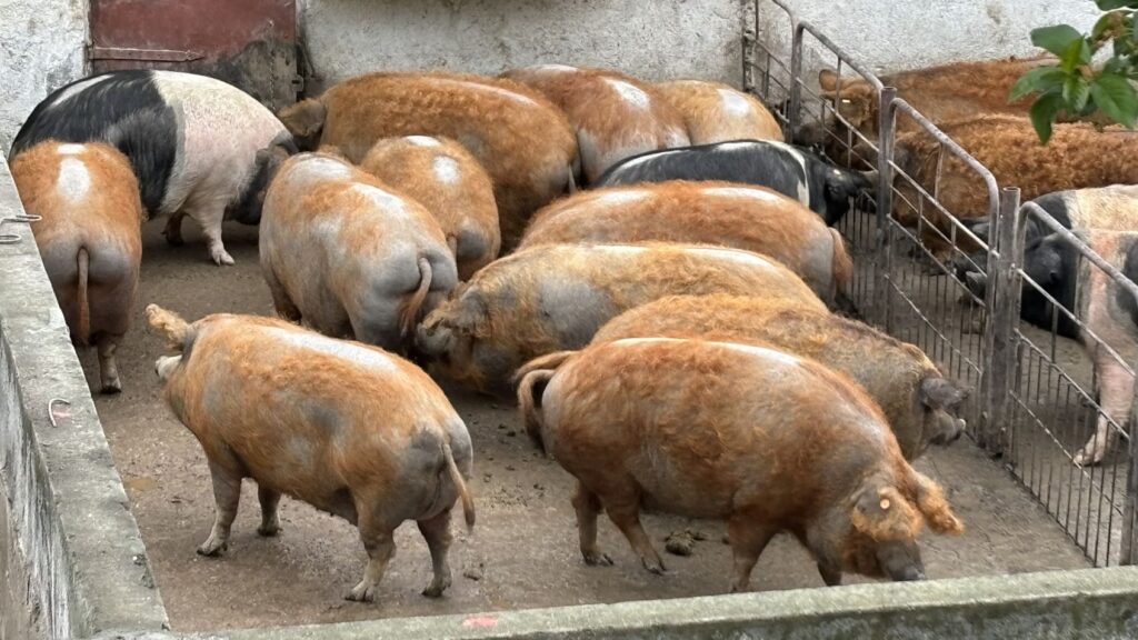 In germania scade numărul fermelor de porci