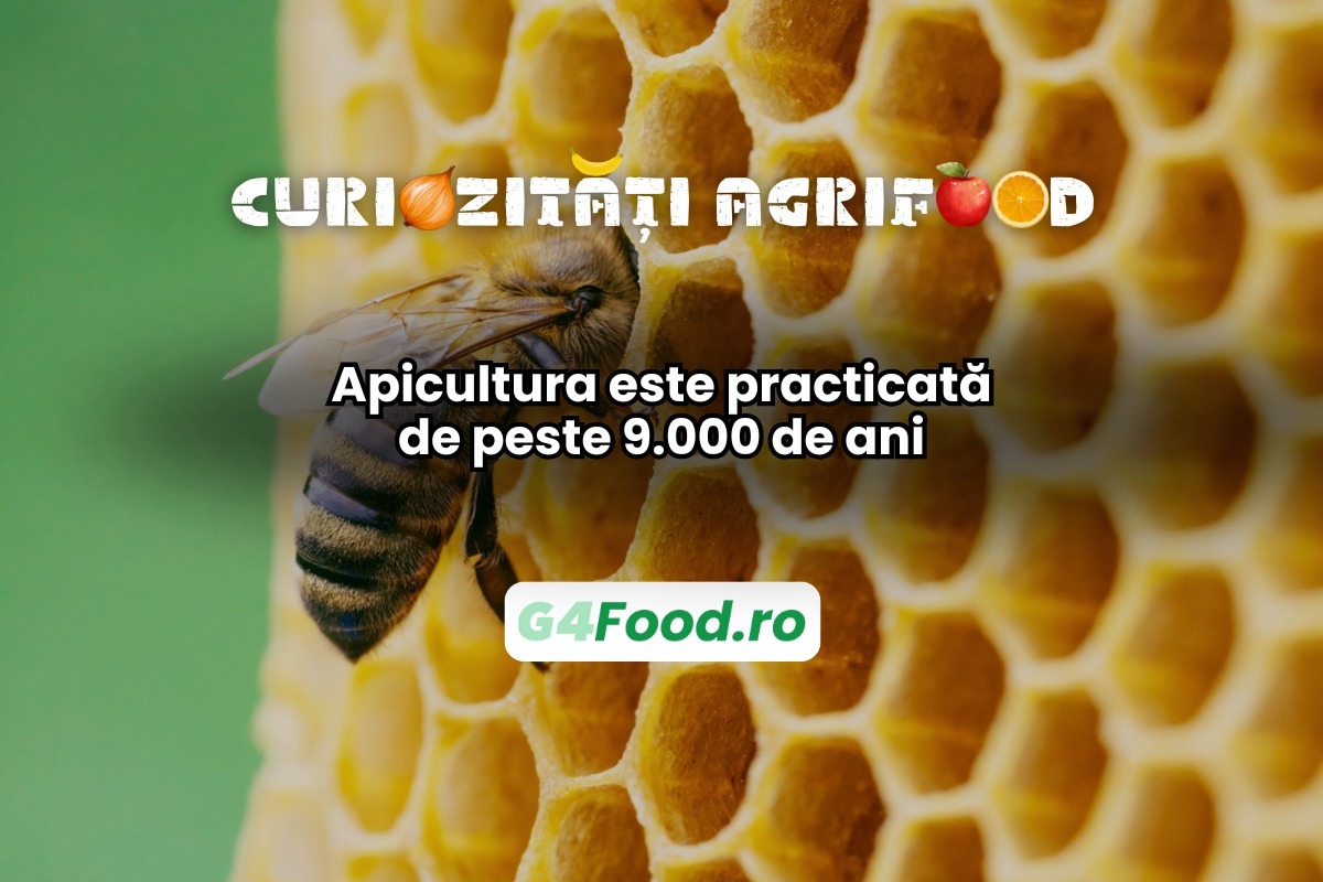 Apicultura este practicată de peste 9.000 de ani