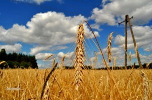 deficitul în sectorul agroalimentar prelucrarea produselor agricole INS