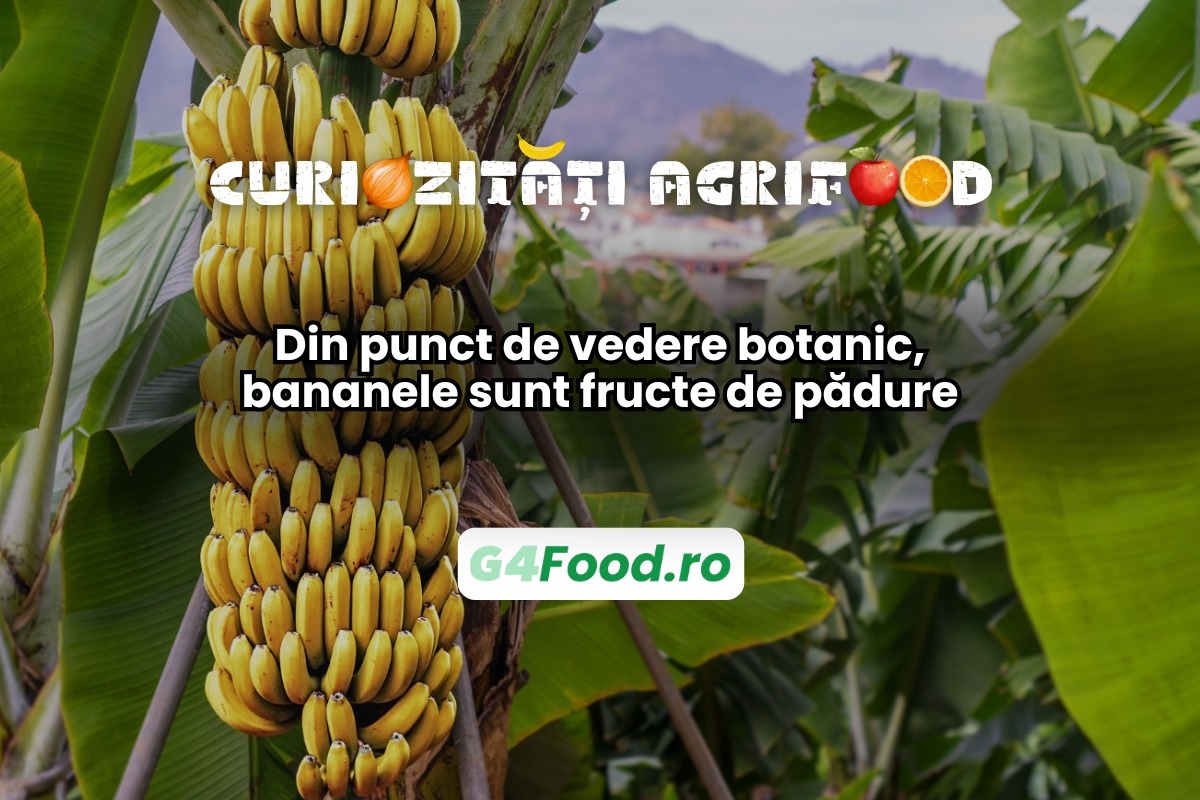 Bananele sunt fructe de pădure din punct de vedere botanic