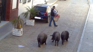 tombola porci