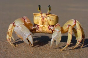 Nouă specie de crustaceu, descoperită în Vietnam