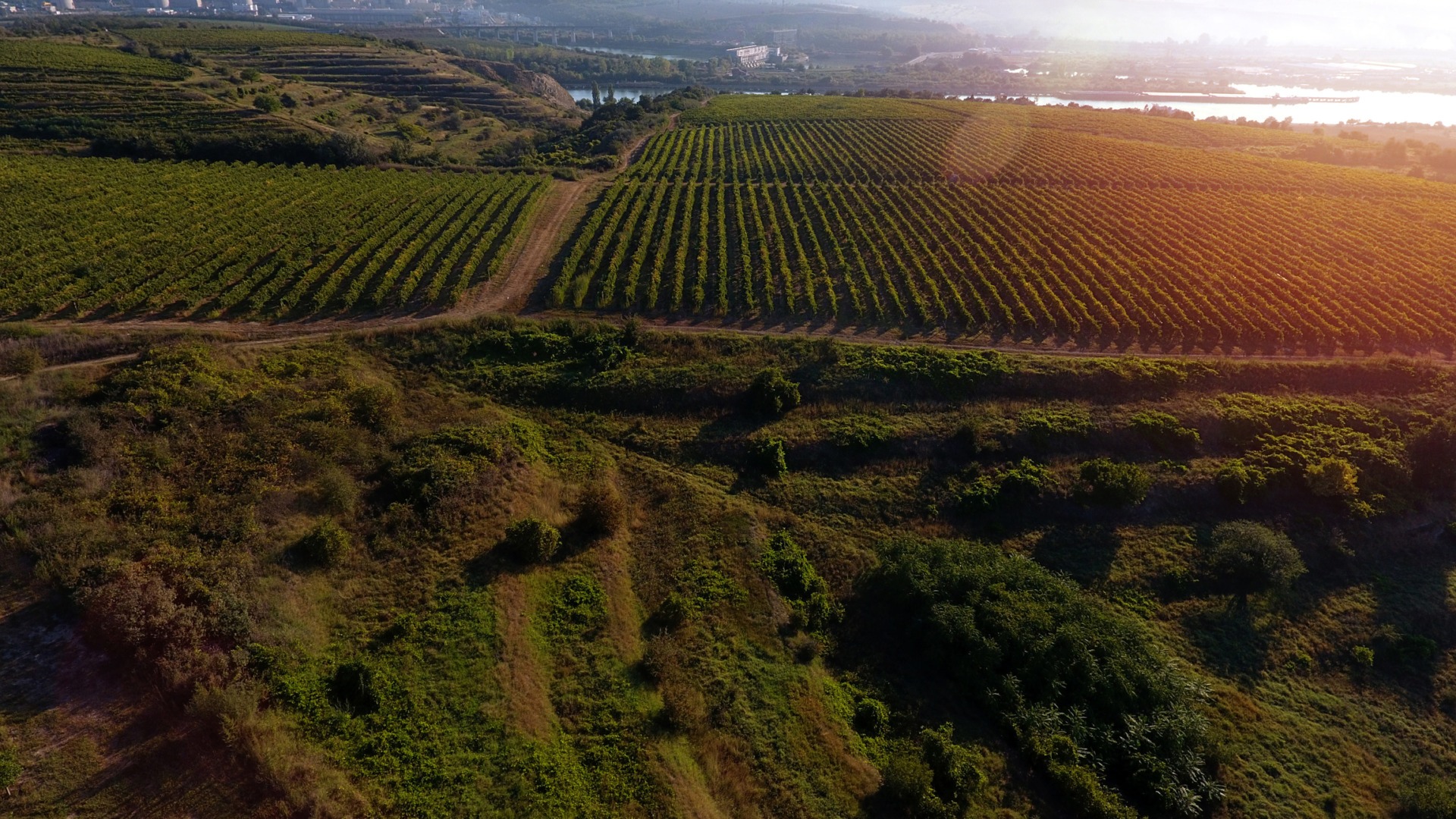 Regiunea viticolă Dobrogea