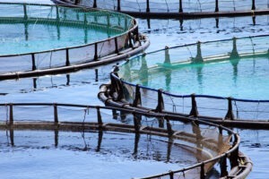 Ferme piscicole la Marea Neagră, în curând