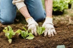 fermier-agricultura-pexels