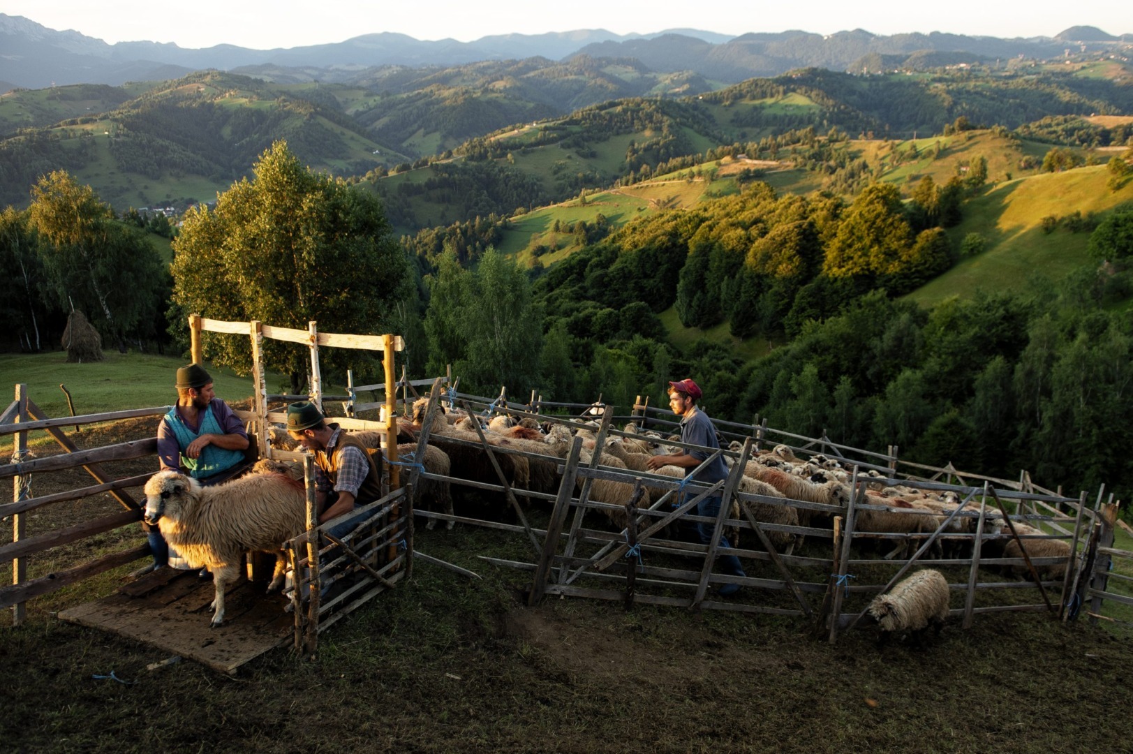 Sursa foto: Vlad Dumitrescu (WWF România)