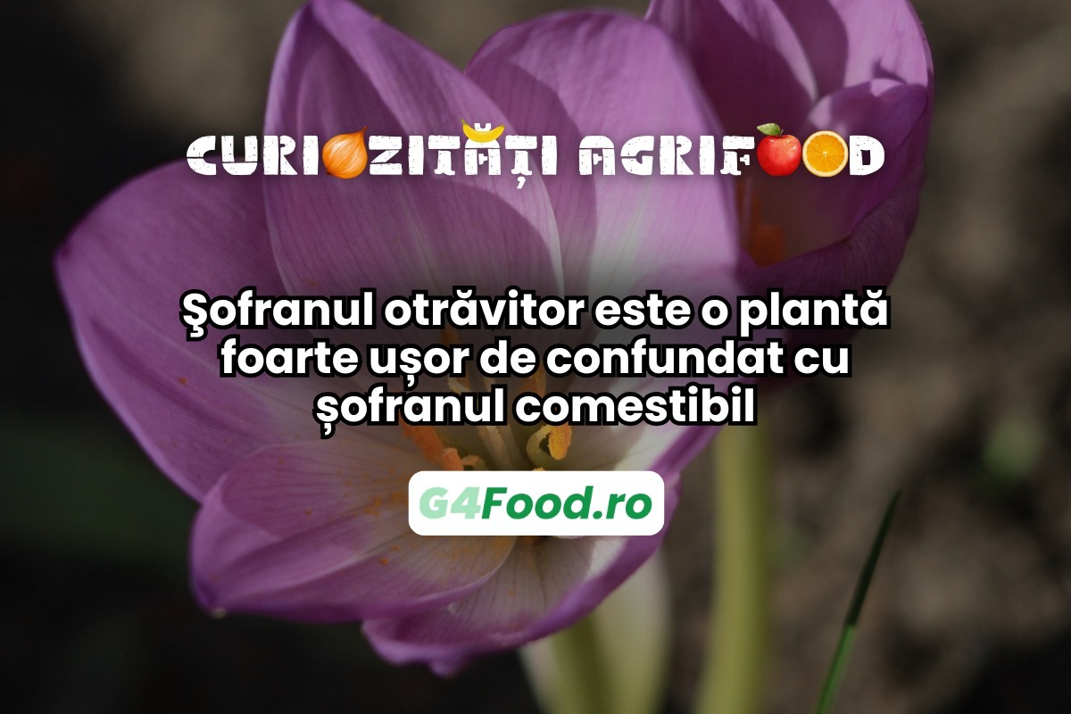 Șofranul otrăvitor este foarte ușor de confundat cu planta comestibilă