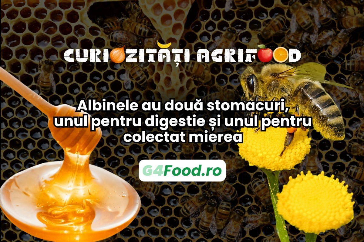 curiozitati agrifood, albine