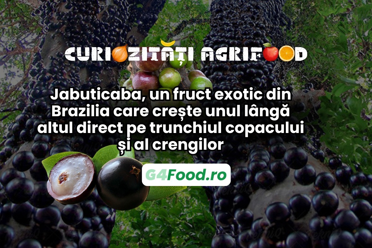 jabuticaba