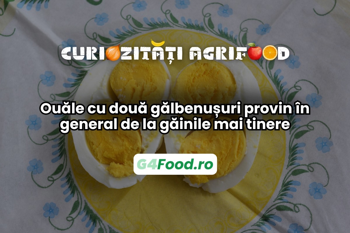 Ouăle cu două gălbenușuri provin de la găinile mai tinere