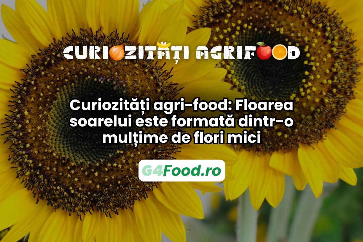 Floarea soarelui este, de fapt, formată din mai multe flori mici