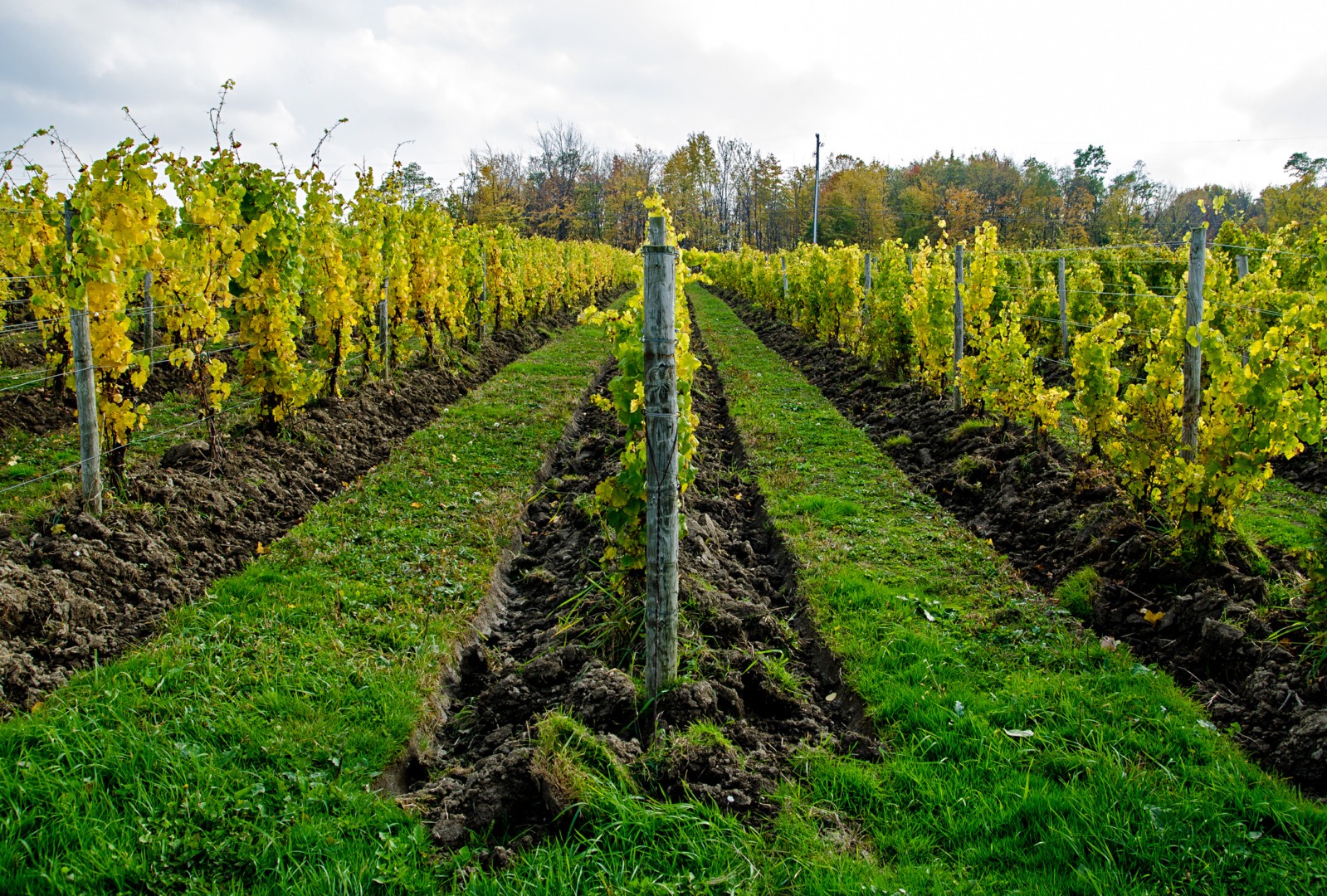 Vița-de-vie se cultivă în Maramureș pe terenuri tot mai întinse