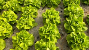 calitatile-nebanuite-ale-salatei-verzi-este-plina-de-vitamine-si-are-un-raport-optim-sodiu-potasiu