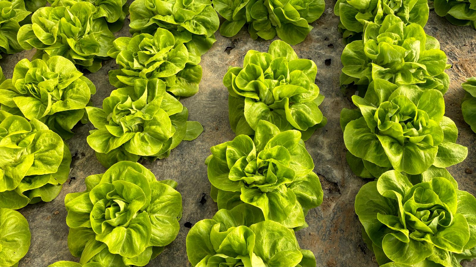 calitatile-nebanuite-ale-salatei-verzi-este-plina-de-vitamine-si-are-un-raport-optim-sodiu-potasiu
