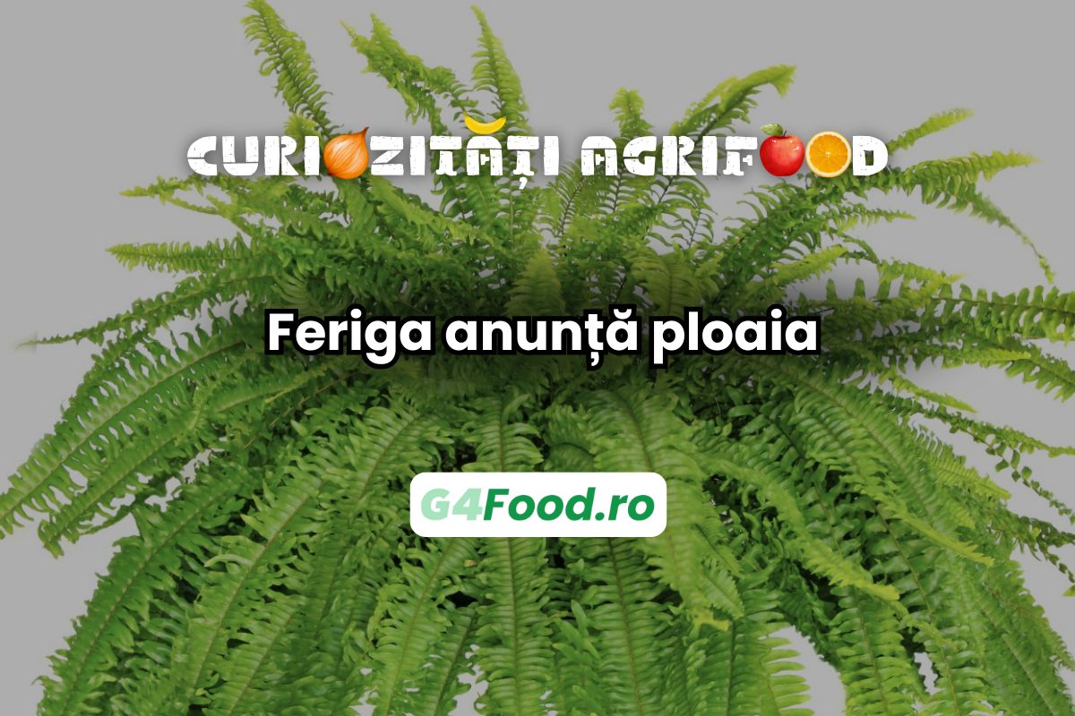 Feriga anunță ploaia