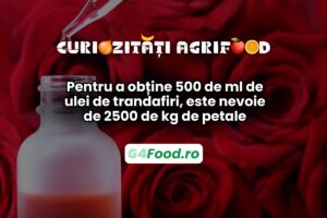 Proces laborios de a obține ulei de trandafiri