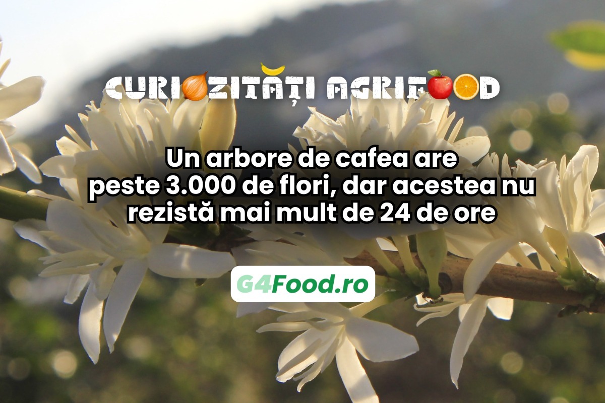 Un arbore de cafea produce până la 3.000 de flori