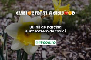 Bulbii de narcise sunt extrem de toxici