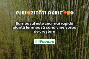 Bambusul este planta care crește cel mai rapid