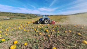 topul-culturilor-agricole-din-romania-cultura-cea-mai-raspandita-este-cea-de-sfecla-de-zahar-predominanta-in-14-judete