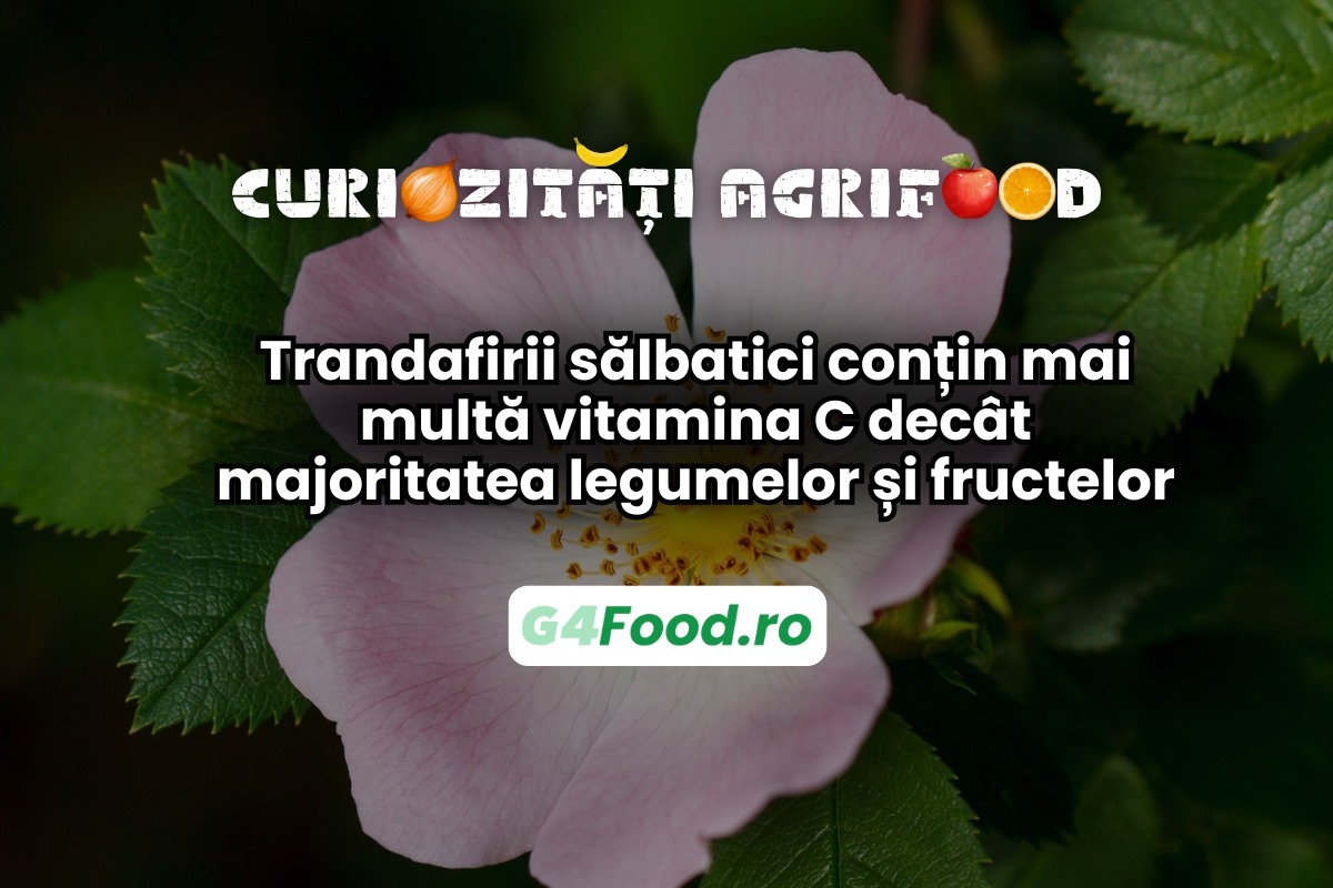 Trandafirii sălbatici au multă vitamina C