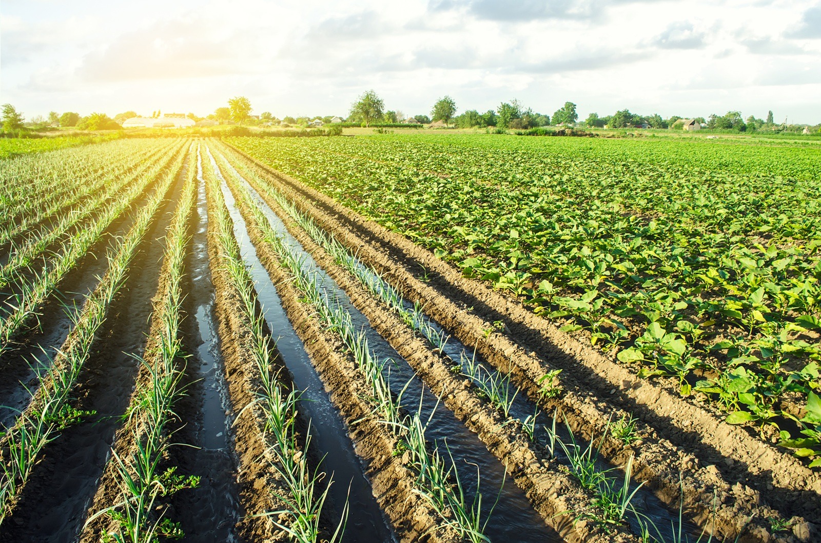 urina poate fi folosita ca ingrasamant agricol