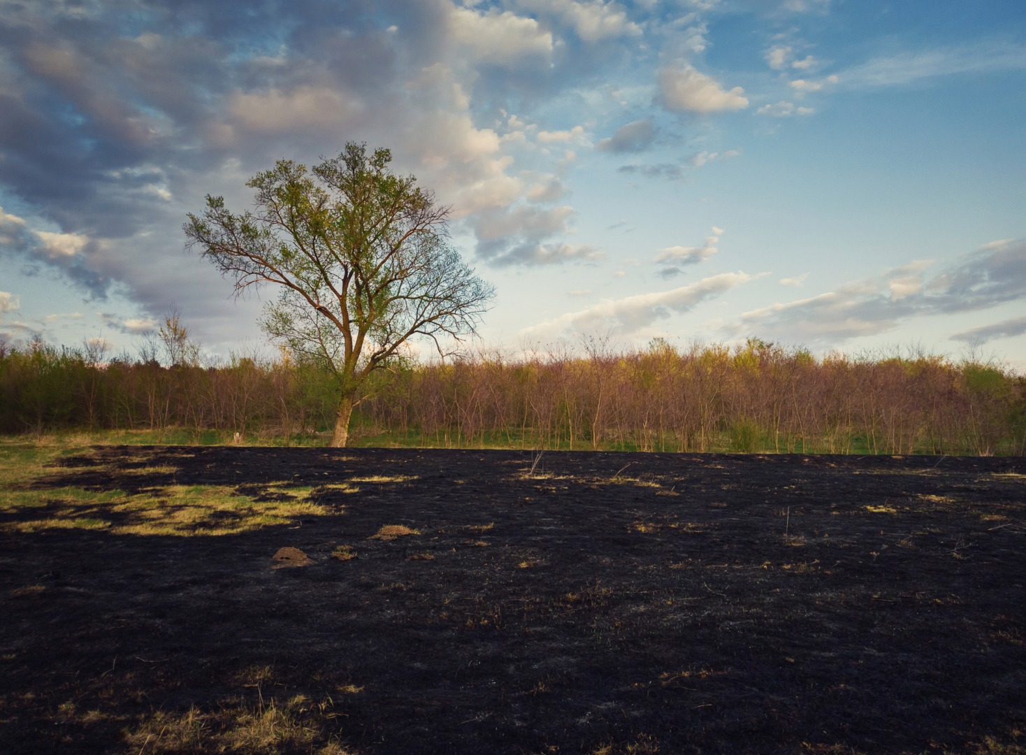 Trei fermieri vor fi sancționați din cauza incendiilor de vegetație