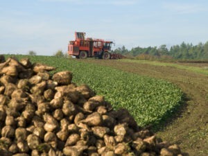 Acord semnat de Fabrica de zahăr și cultivatorii de sfeclă