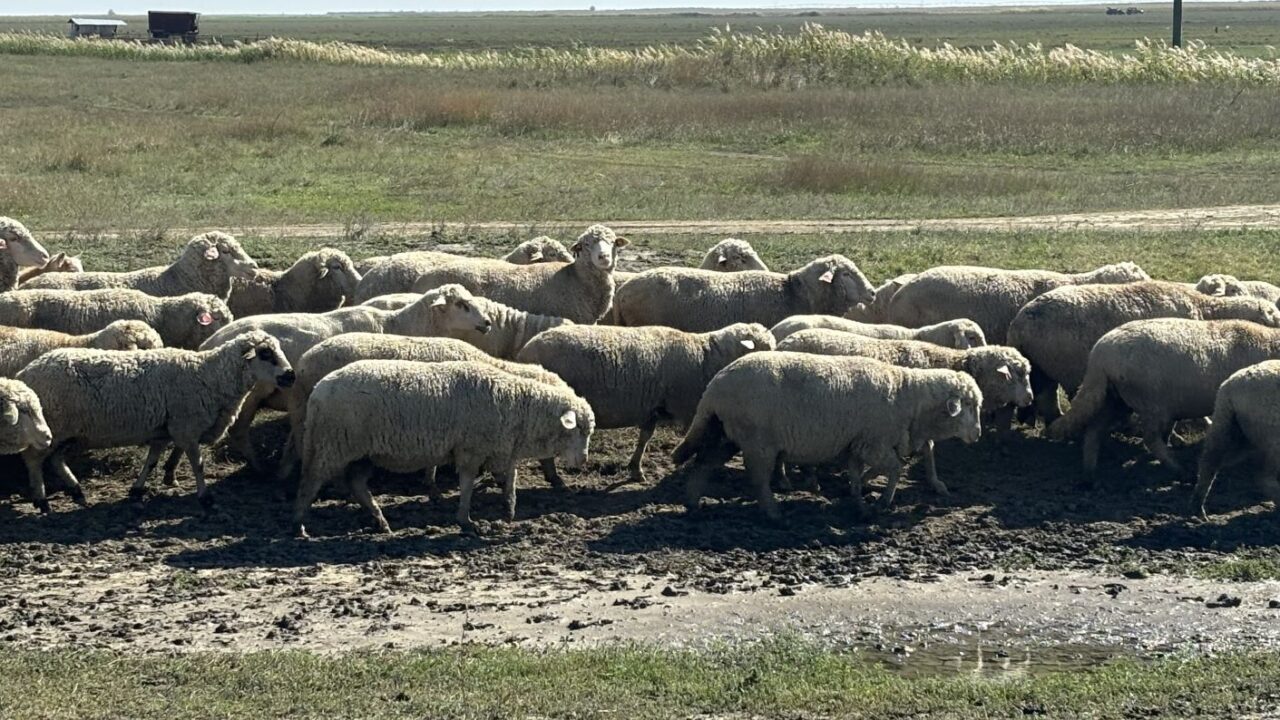 pesta micilor rumegatoare, romania, ovine, comisia europeana