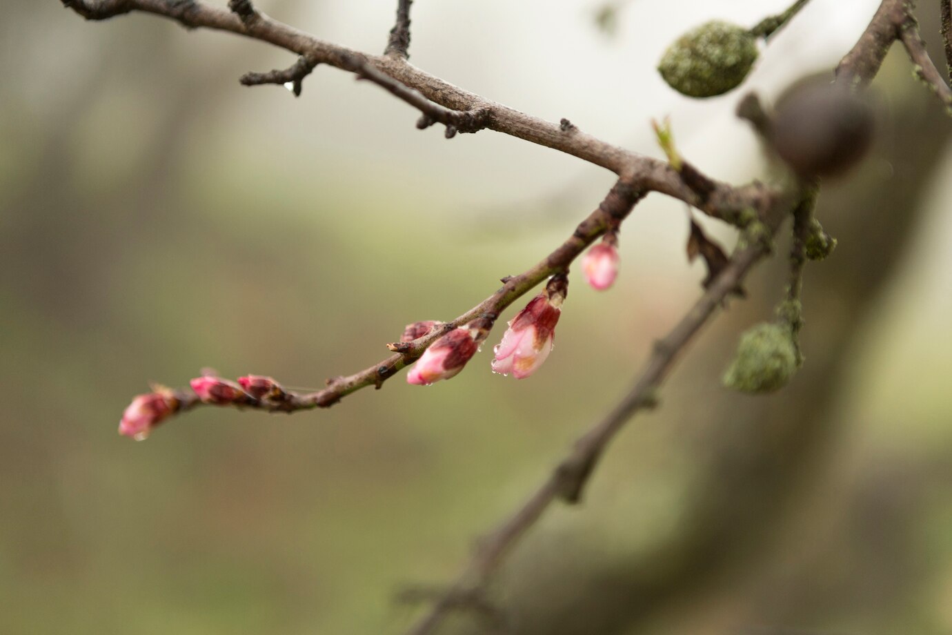 pomi fructiferi inghet temperaturi scazute