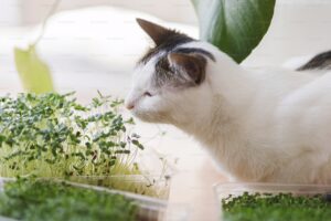 de ce mancanca animalele domestice iarba