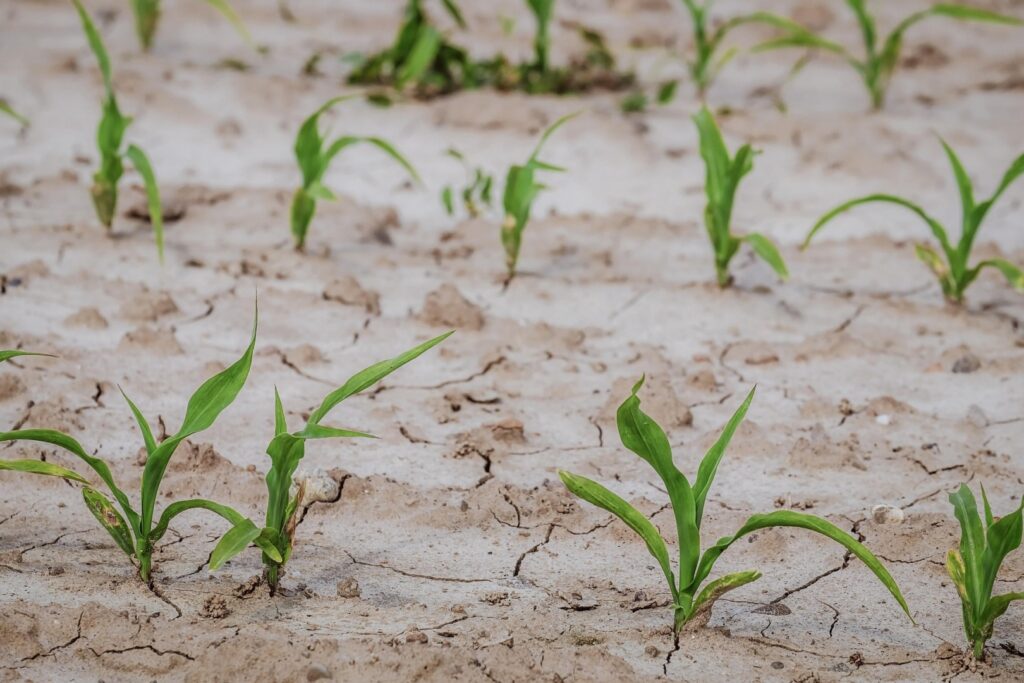 Seceta pedologică afectează culturile agricole