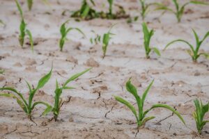 Seceta pedologică afectează culturile agricole