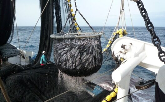 Pescarii europeni de ton reclamă retragerea flotei UE din Atlantic