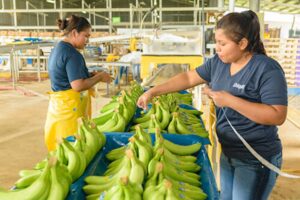 Chiquita concediaza circa 5000 de zilieri care au intrat in grevă din cauza reformei sistemului de pensii