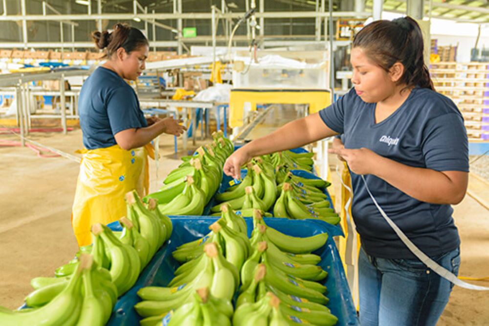 Chiquita concediaza circa 5000 de zilieri care au intrat in grevă din cauza reformei sistemului de pensii