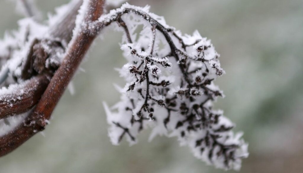 Ungaria cere ajutor de la Comisia Europeană pentru pomicultorii păgubiți de îngheț