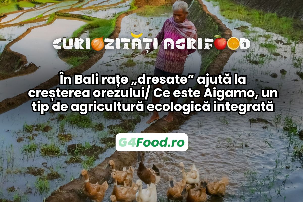 ratele dresate din Bali ajuta la cultivarea orezului