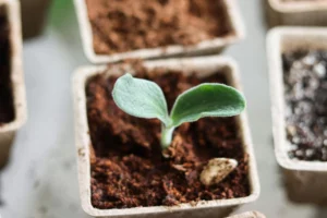 Ghivece biodegradabile, alternativa sustenabilă la plastic în agricultură