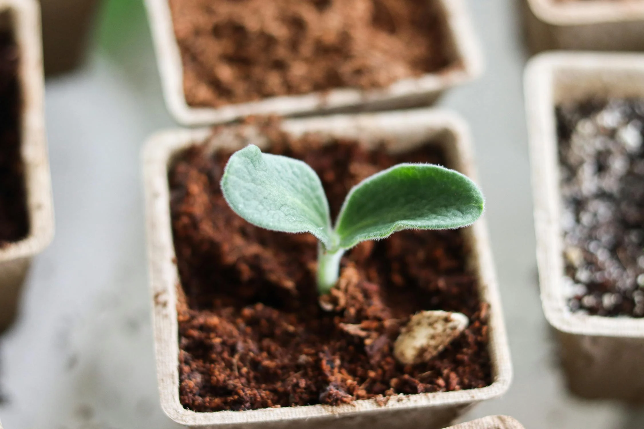 Ghivece biodegradabile, alternativa sustenabilă la plastic în agricultură