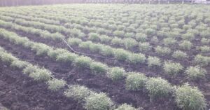 tarhon, ardeal, plantă