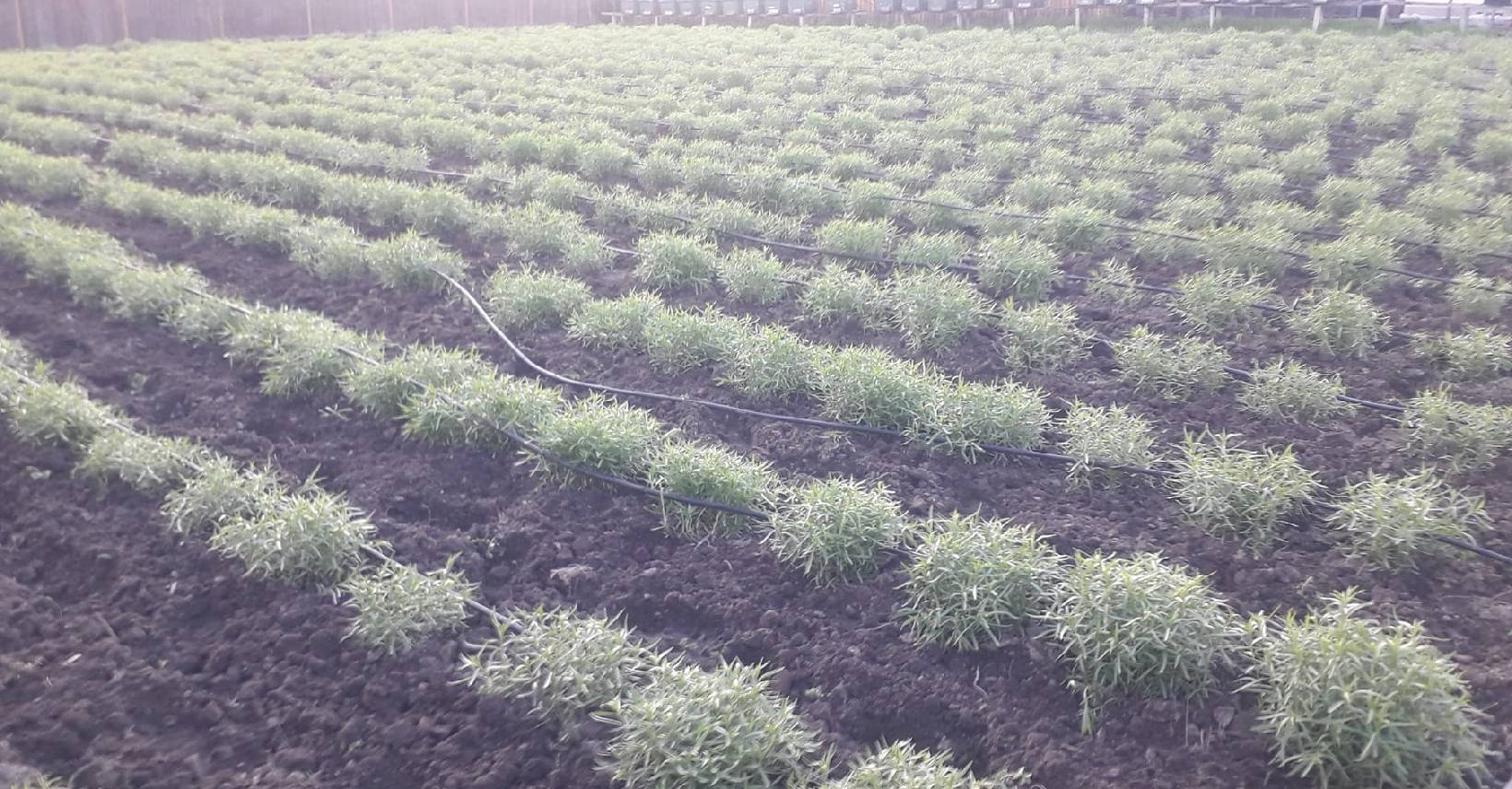 tarhon, ardeal, plantă