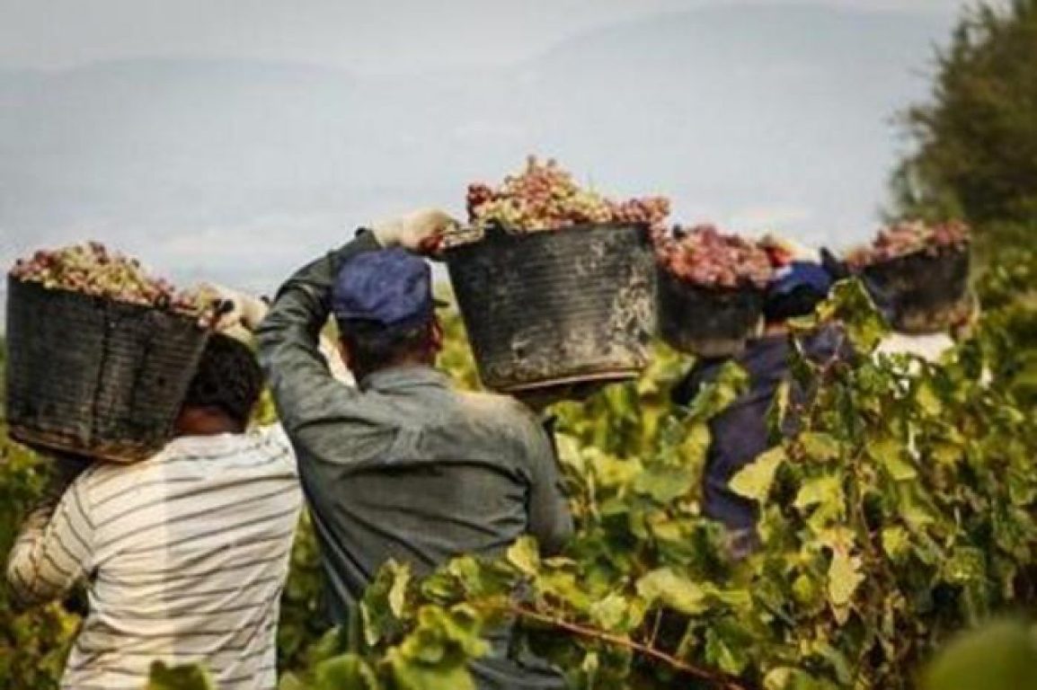 fenomenul penetrarii criminalitatii in agricultura italiana s-a dublat in ultimii zece ani