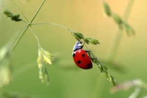 O buburuză pe o plantă verde