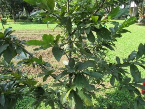 Pistacio vera. Copac fistic